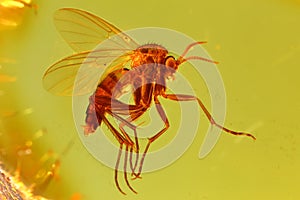 Fungus gnat