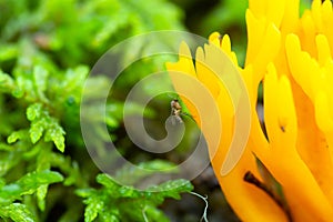 Fungus gnat, Mycetophilidae fly on yellow stagshorn, Calocera viscosa