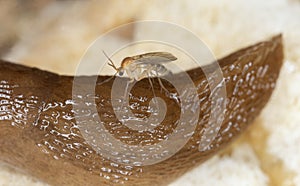 Fungus gnat resting on slug