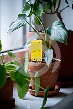 Fungus gnats stuck on yellow sticky trap closeup. Flypaper for Sciaridae. Insect pest control.