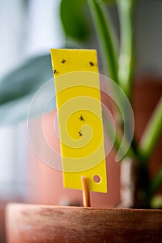 Fungus gnats stuck on yellow sticky trap closeup. Flypaper for Sciaridae insect pests at home