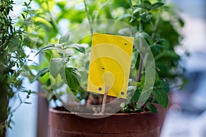 Fungus gnats stuck on yellow sticky trap closeup. Flypaper for Sciaridae insect pests at home garden