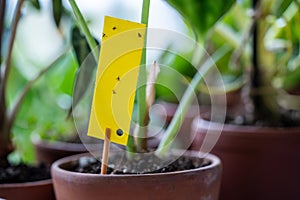 Fungus gnats stuck on yellow sticky trap closeup. Flypaper for Sciaridae insect pests at home garden