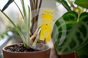 Fungus gnats stuck on yellow sticky trap closeup. Flypaper for Sciaridae insect pests at home garden