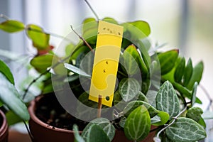 Fungus gnats stuck on yellow sticky trap. Flypaper for Sciaridae insect pests around houseplant