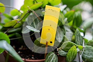 Fungus gnats stuck on yellow sticky trap. Flypaper for Sciaridae insect pests around houseplant