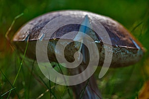 Fungus in grass photo