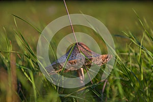 Fungus on green grass meadow near Podskalie village in Slovakia autumn evening