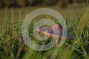 Fungus on green grass meadow near Podskalie village in Slovakia autumn evening