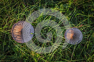 Fungus on green grass meadow near Podskalie village in Slovakia autumn evening