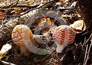 The fungus grew in autumn foliage in the forest