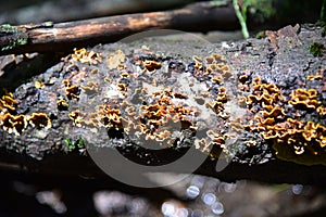 fungus growing on the bark of a tree trunk, taken from below