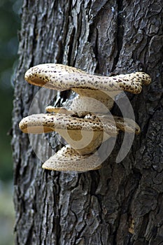 Fungus growing on tree
