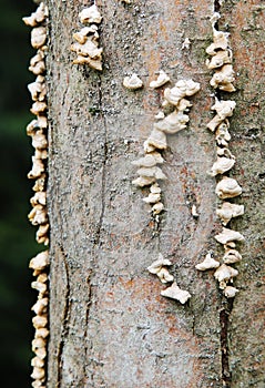 Fungus Growing On a Tree