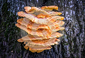 Fungus growing on a tree, chicken of the woods.