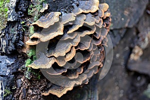 Fungus growing on a tree photo