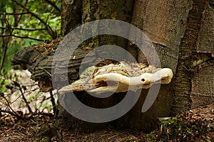 Fungus growing on a tree