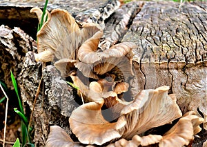 Fungus growing on a tree stump