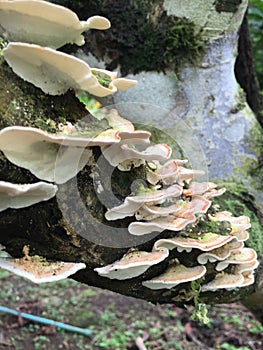 Fungus growing up in a Costarican tree. Awesome mushrooms` shapes.