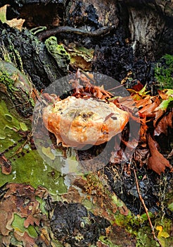 A fungus grown on a trunk of Chinar tree.