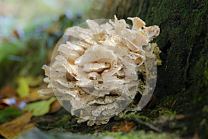 Fungus grows as a parasite at the foot of a beech tree