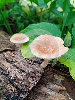 fungus grows on damaged tree trunks