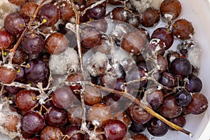 Fungus grows on purple grapes in containers