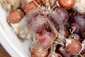 Fungus grows on purple grapes in containers