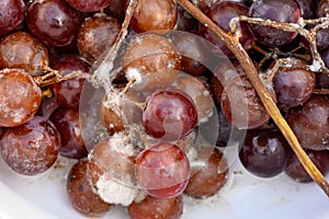 Fungus grows on purple grapes in containers