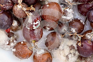 Fungus grows on purple grapes in containers