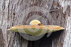 Fungus growth on dead trunk of giant tingle tree Walpole Western Australia.