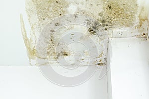 Fungus Infection on wall