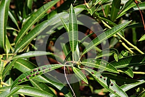 Fungus on leaf of mango tree.