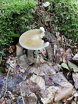 Fungus