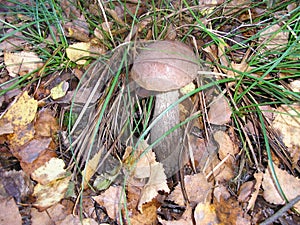 Fungus Leccinum scabrum