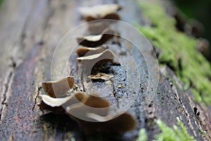 Fungus in line photo