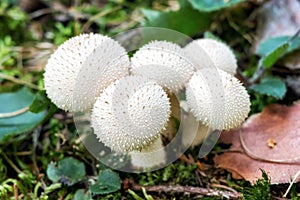 Fungus Lycoperdon perlatum - common puffball