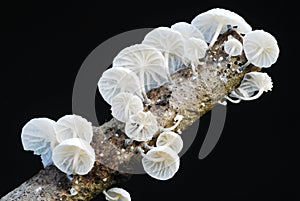 The fungus Marasmiellus candidus photo