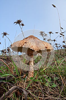 Fungus on mountain field