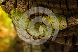 Fungus mushroom growing on tree bark