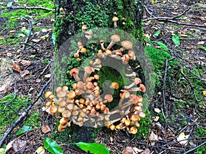 Fungus mushrooms, honey agaric grow on a tree in forest
