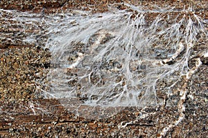 Fungus mycelium decaying wood beam