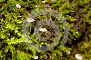 The fungus Mycena clavicularis