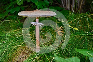 Fungus named Toadstool Pink Amanita rubescens in grass.