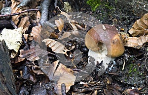 The fungus near the root of the plant photo