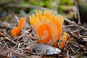 Fungus