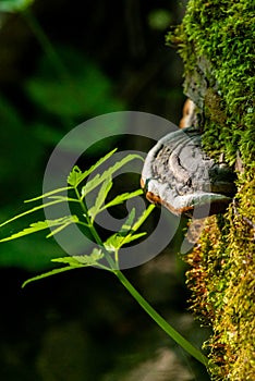 Fungus is a parasite growing on a tree. false tinder fungus on a tree trunk