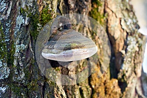 Fungus parasite on the willow bark