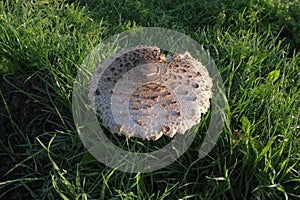 Fungus Parasol Mushroom Covered With Dew In Nebrodi Park, Sicily