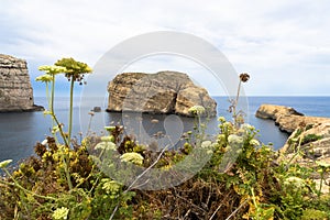 Fungus rock, a small 60 metre high rock